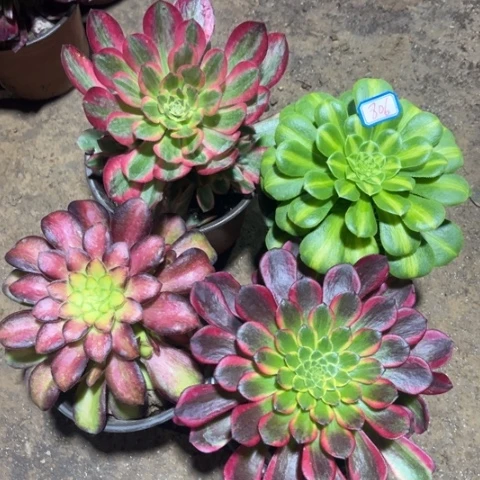 806多肉植物组合