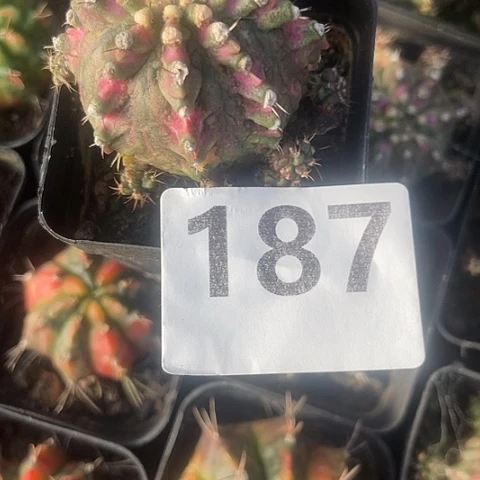 小*187号海神牡丹锦 有根
