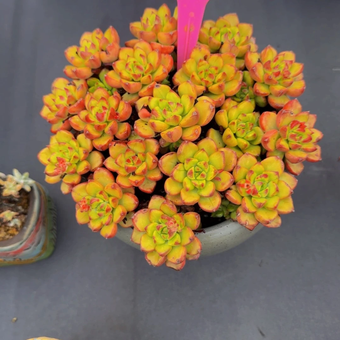 052小灯笼带盆发散肉肉肉