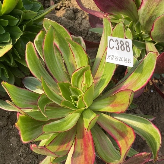 388紫嫣多肉植物