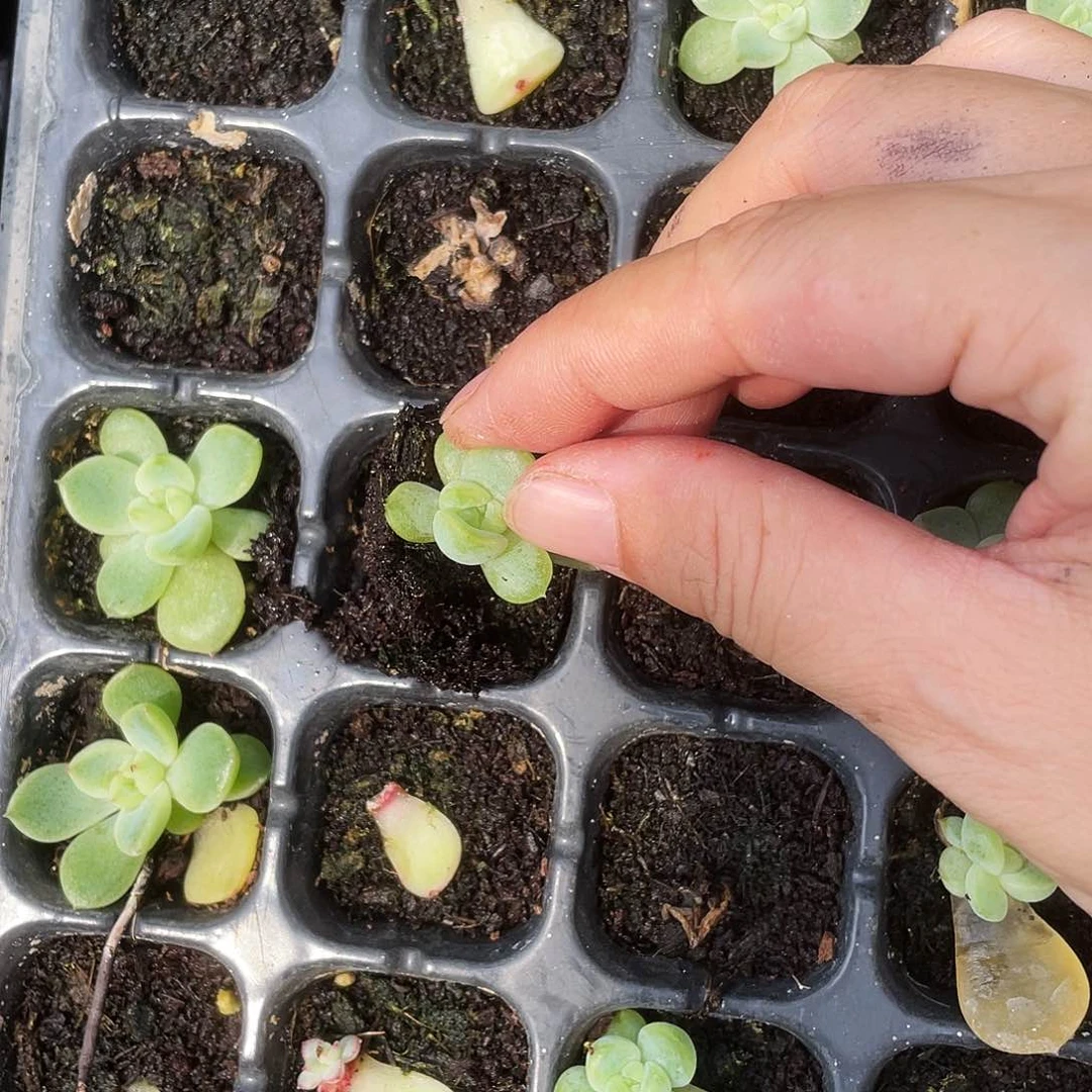 钻石珍妮4号中苗穴一个满25包邮