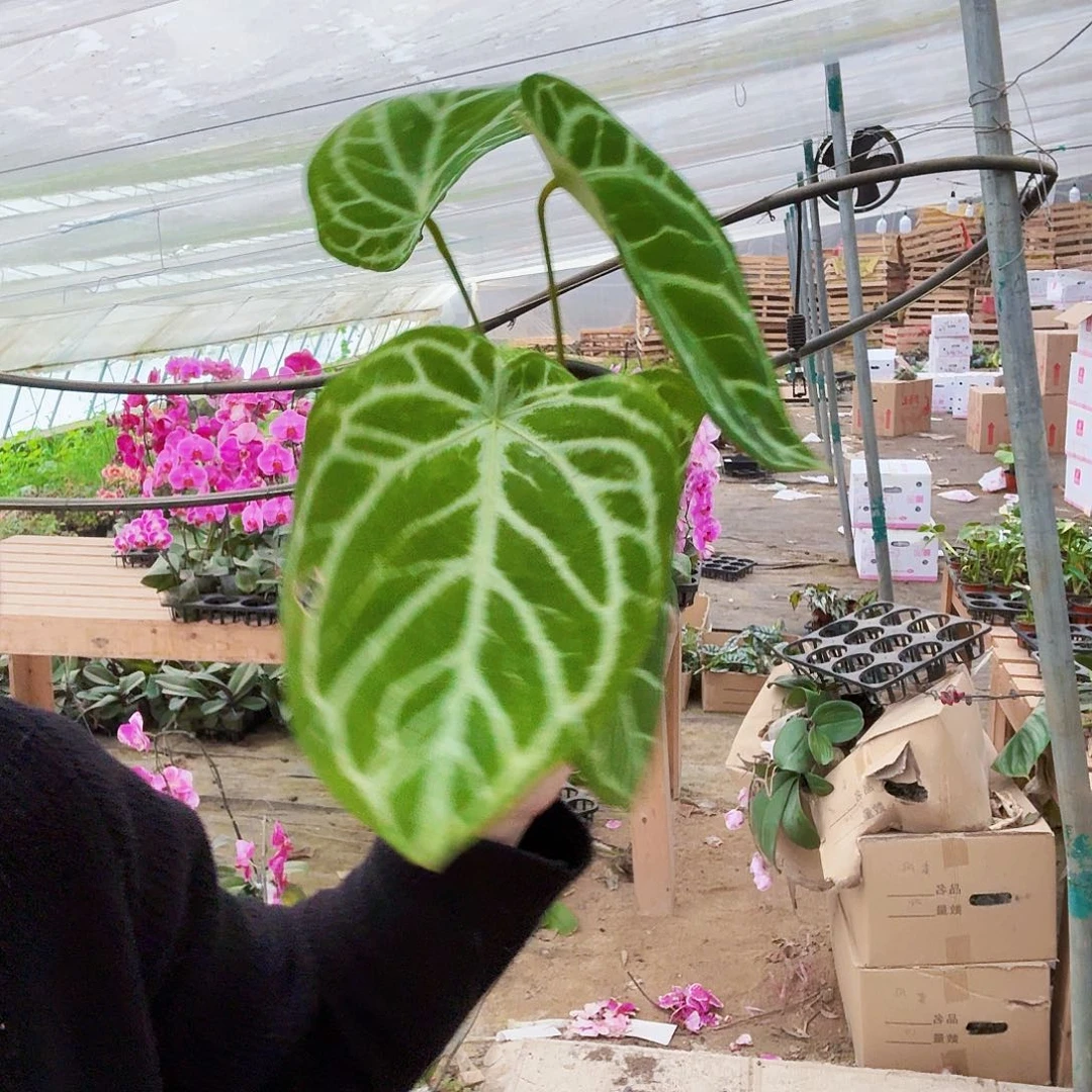 完全开放铜锣烧花烛一棵