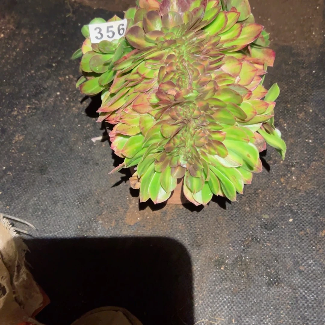 356 号多肉植物新年