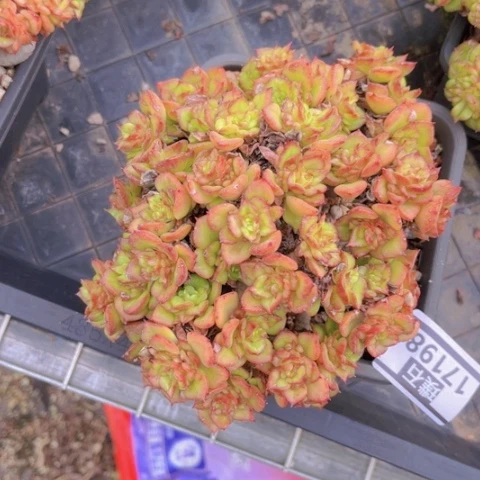 蜡牡丹17198多肉植物