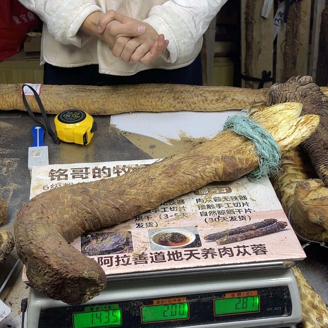 阿尔及利亚2.87斤50厘米