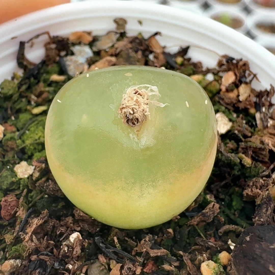 59带盆土发货0泡毛