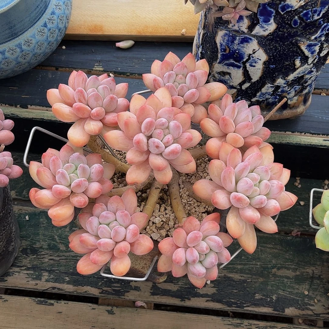 香索高桩一物一拍