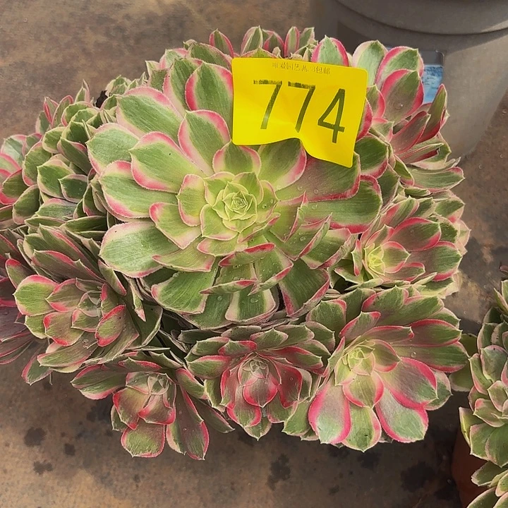 多肉植物福利来774个