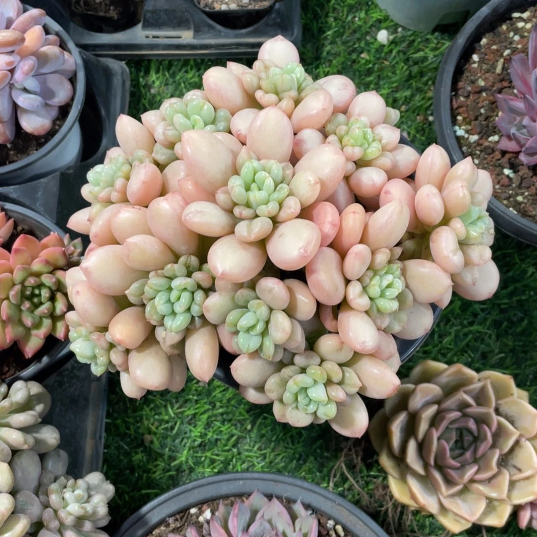 比尔盖茨冠幅19 公分一物一拍