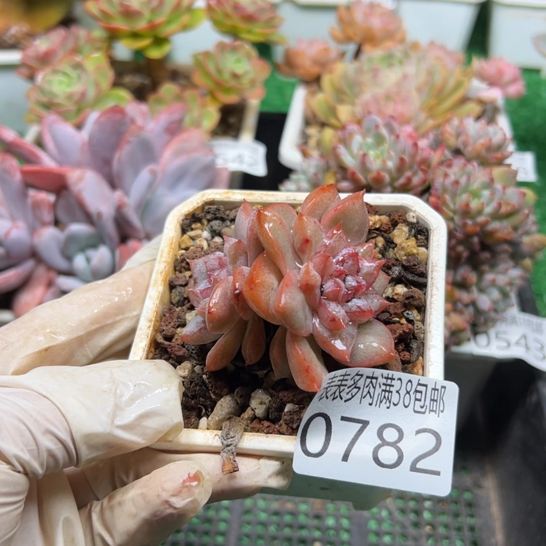 无花朵多肉一物一拍植物0782