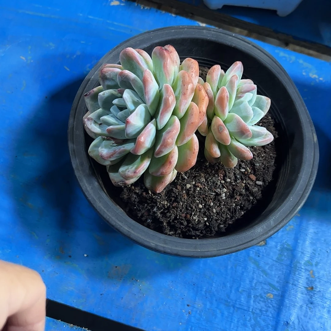 冰玉老桩多肉植物