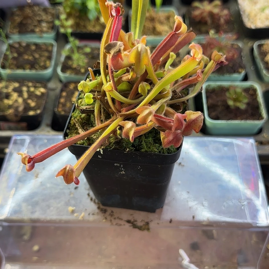 完全开放巨垂太阳瓶子草