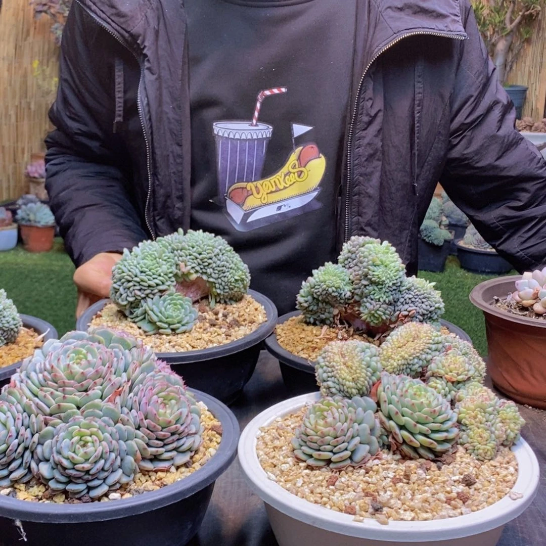 喝***茶92号白胖子缀多肉