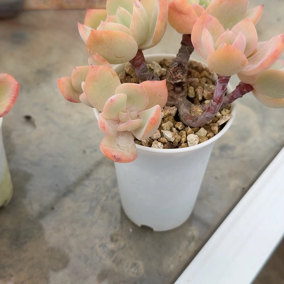 立***3白凤多肉植物一颗