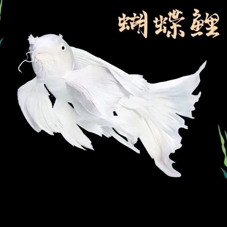 纯种球体蝴蝶锦鲤短身招财鱼贵妃蝴蝶鲤冷水长尾淡水鱼