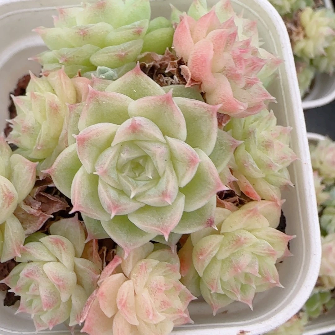 花语逸镜1024-126麦秆散