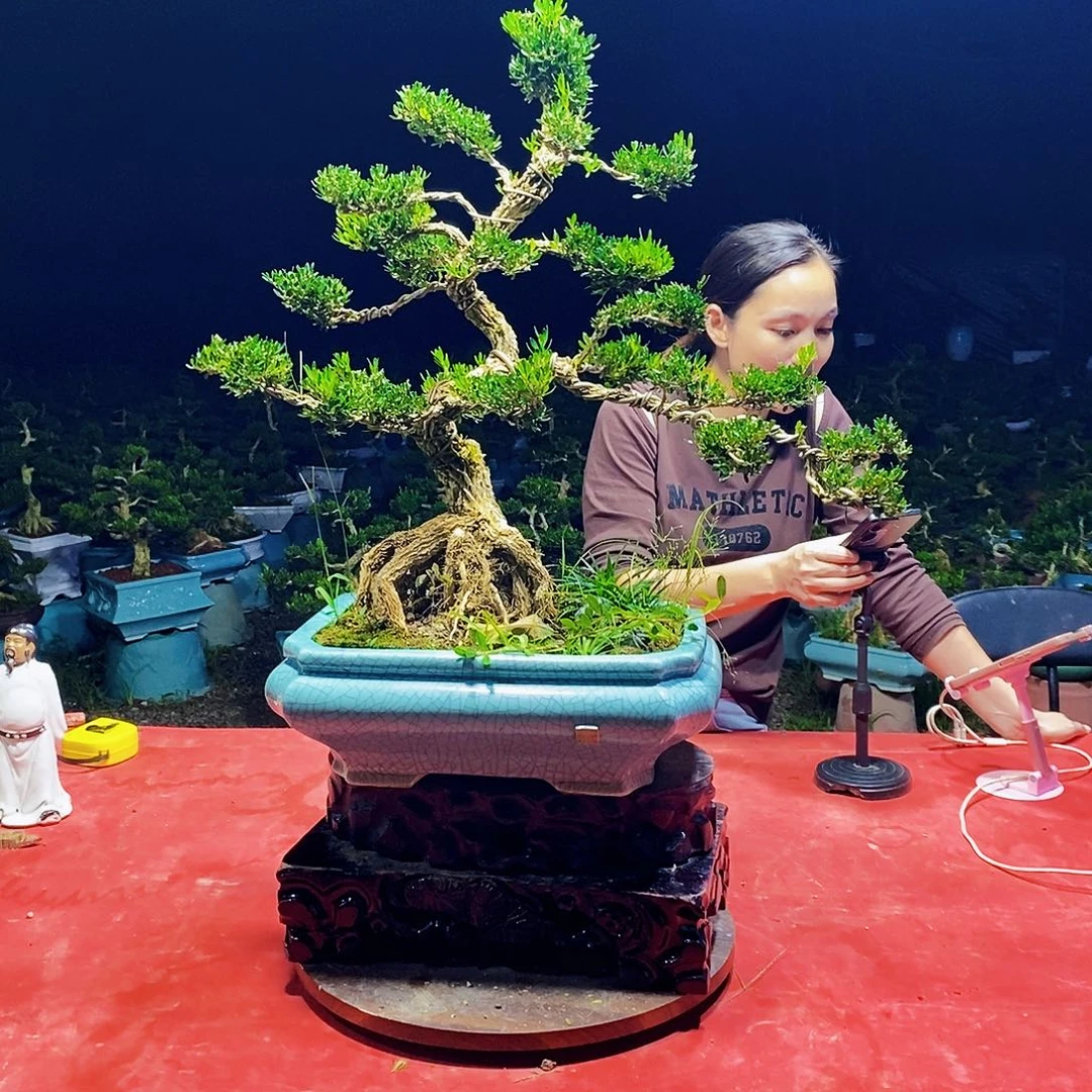 当前无花朵，栽培后可花朵
