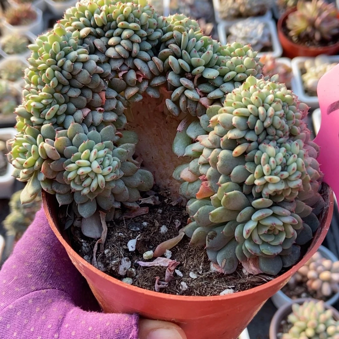 108白胖子缀多肉植物