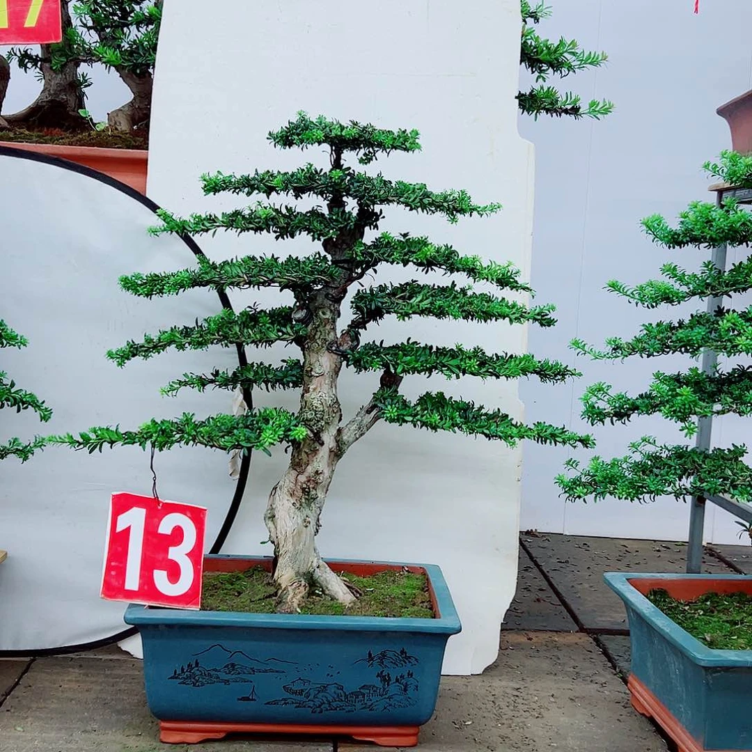 无花朵罗汉松盆景造型树形象设计