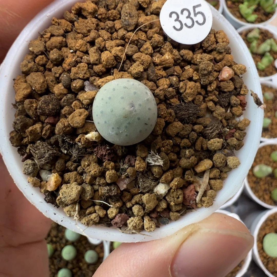 大型奶油嘴怪一颗脱土335000