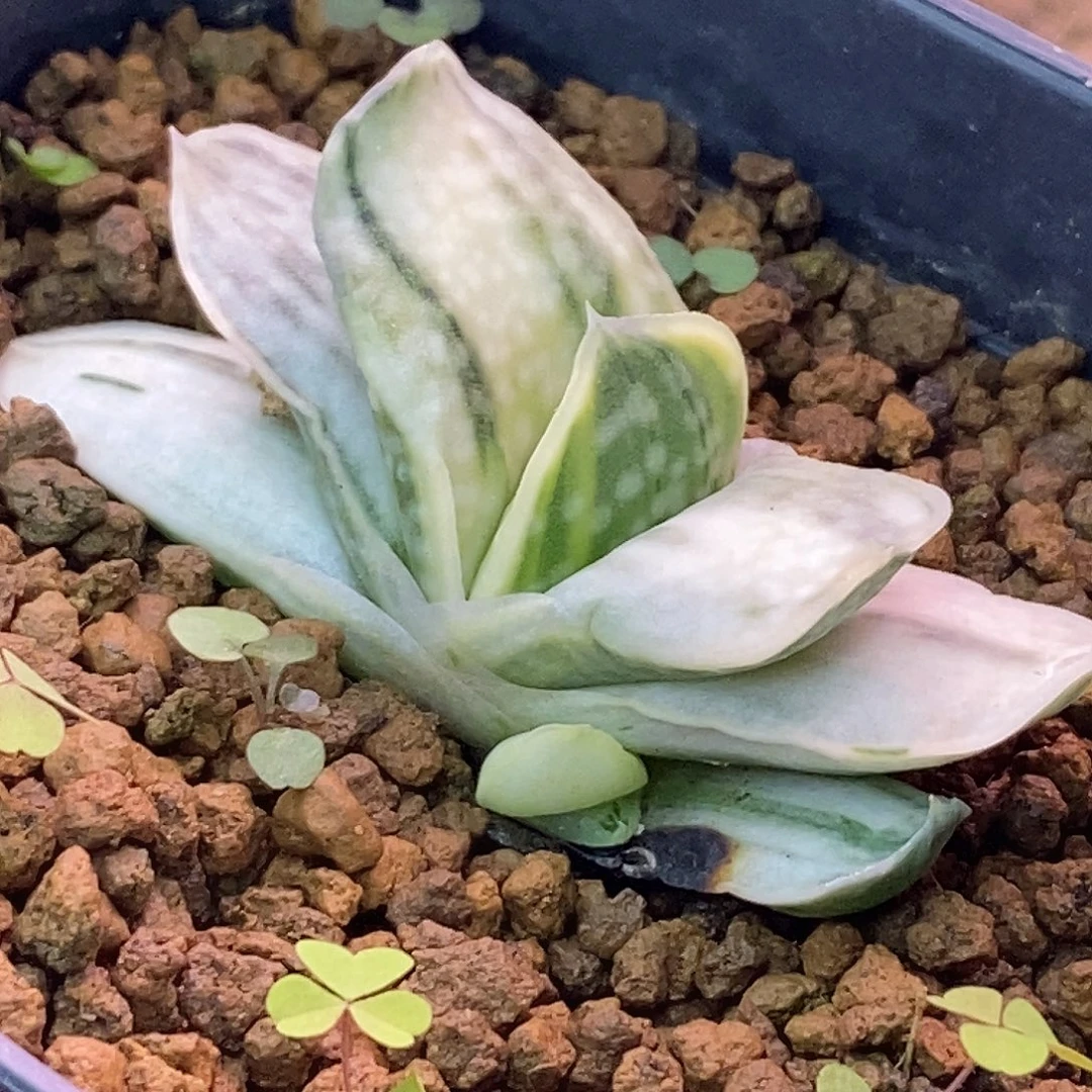 不带盆脱土裸根发货