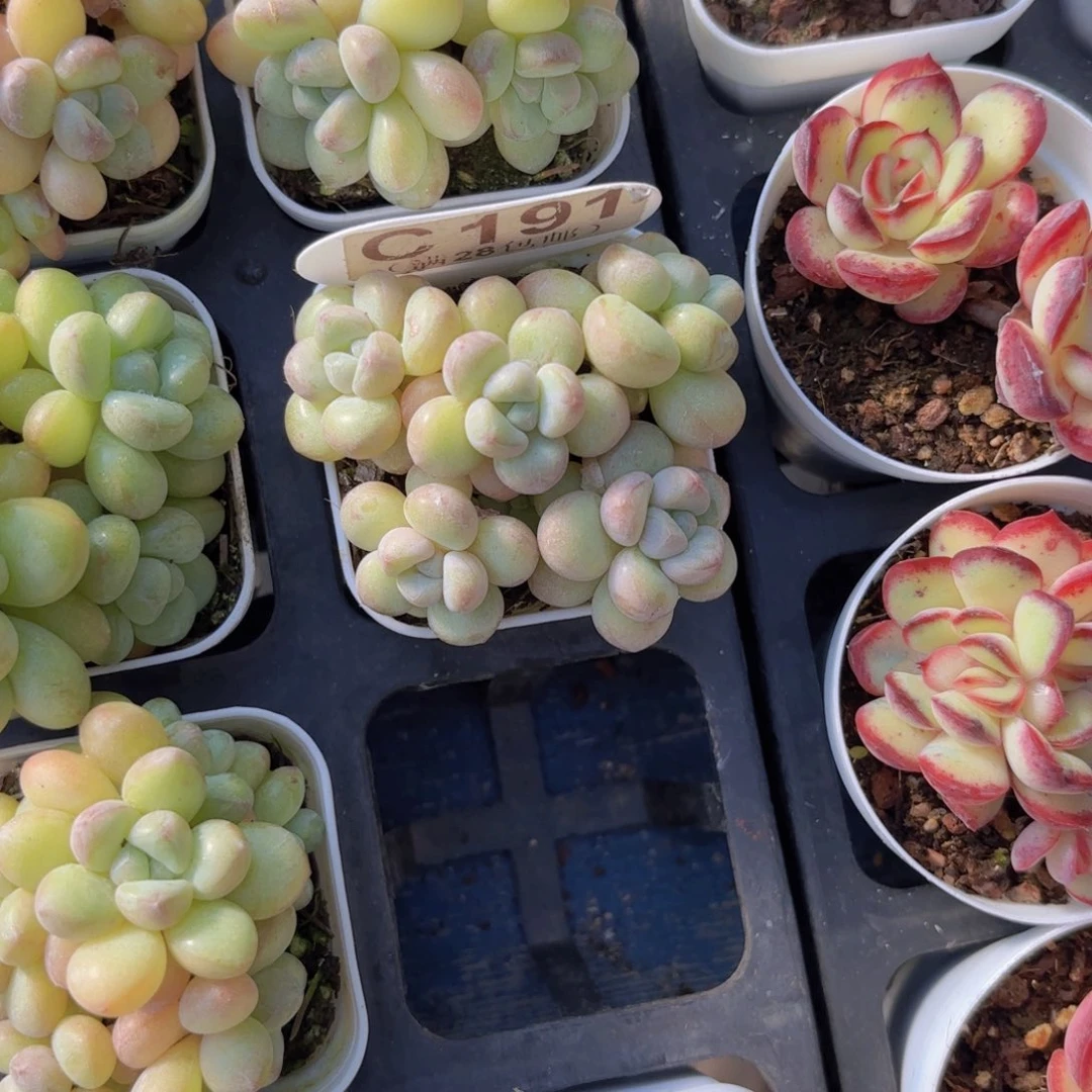 C19泡泡糖一物一拍qqq