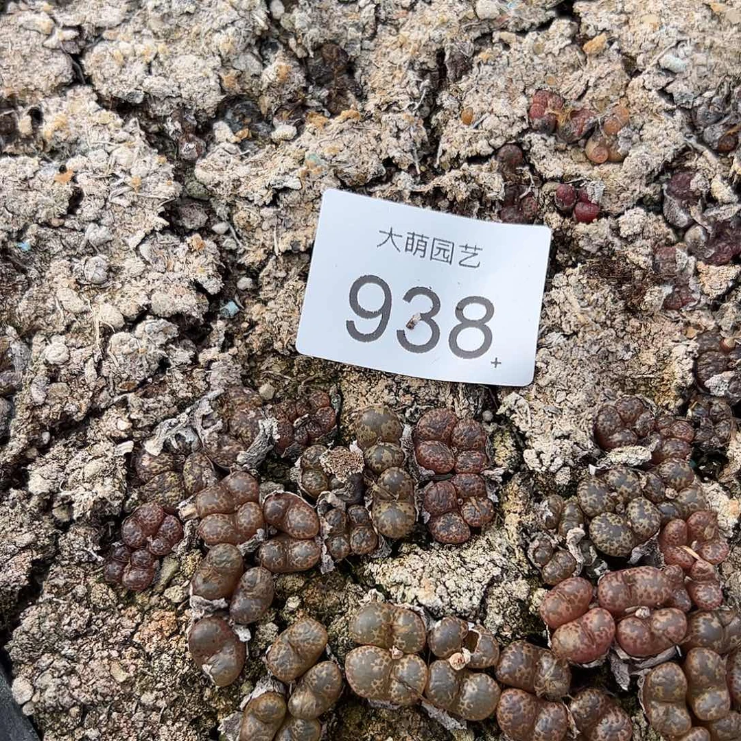 量拍勋章混合2颗4头         938