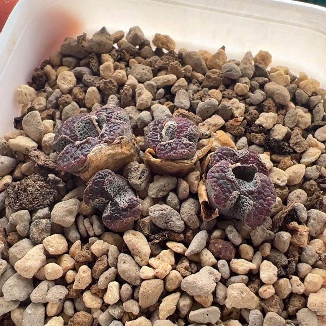 99蝴蝶勋章一群福利