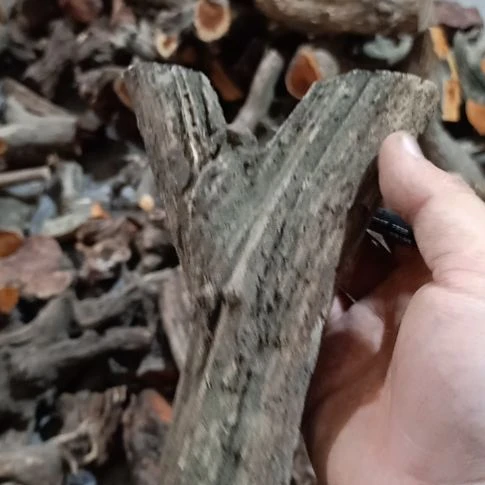 别***恙大果紫檀（缅甸花梨）