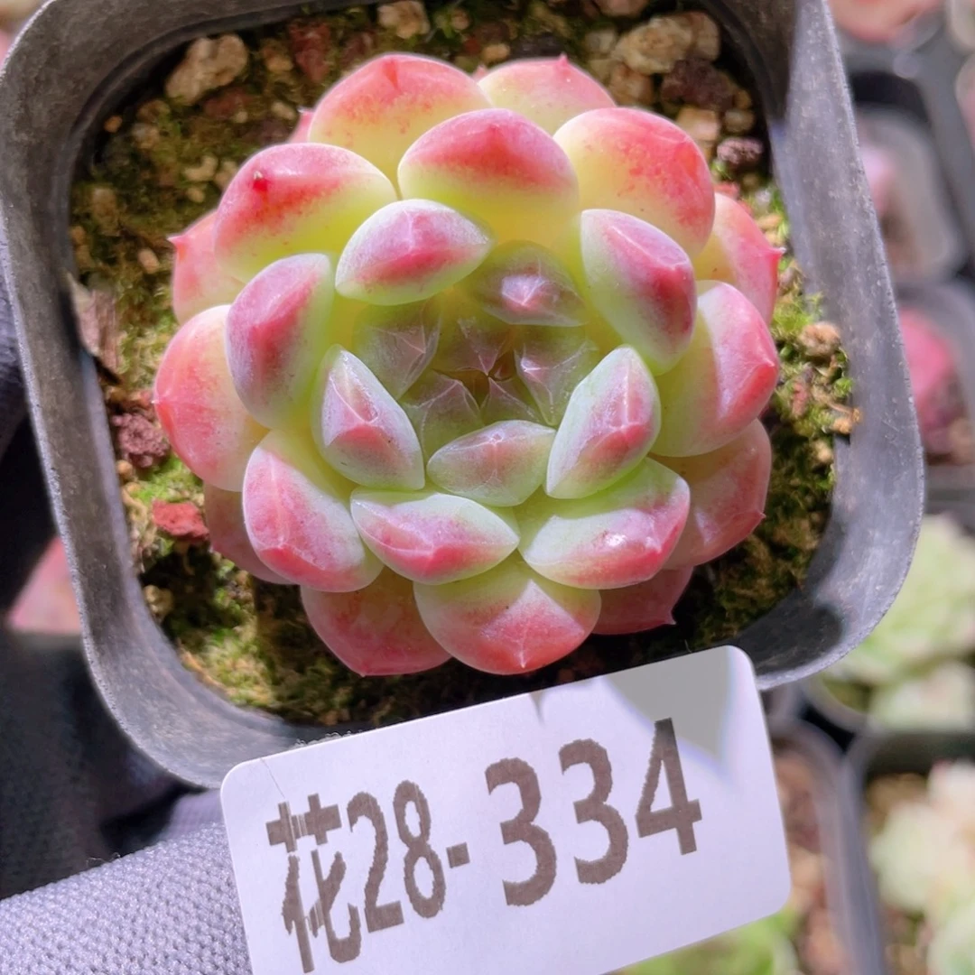 花利美28-334秘境冰魄