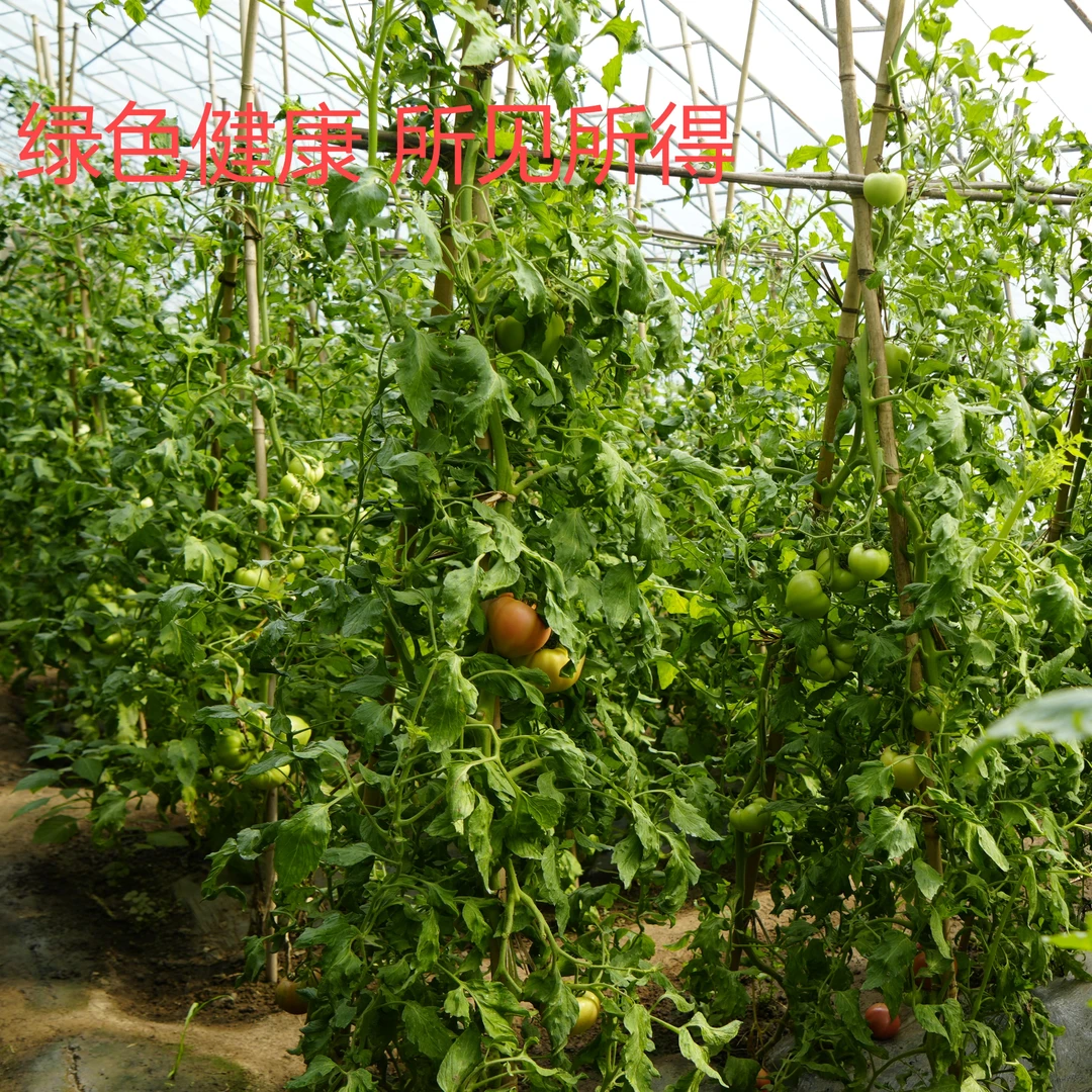 久财时蔬盲盒 五斤装   西红柿  豆角  黄瓜  甘 等