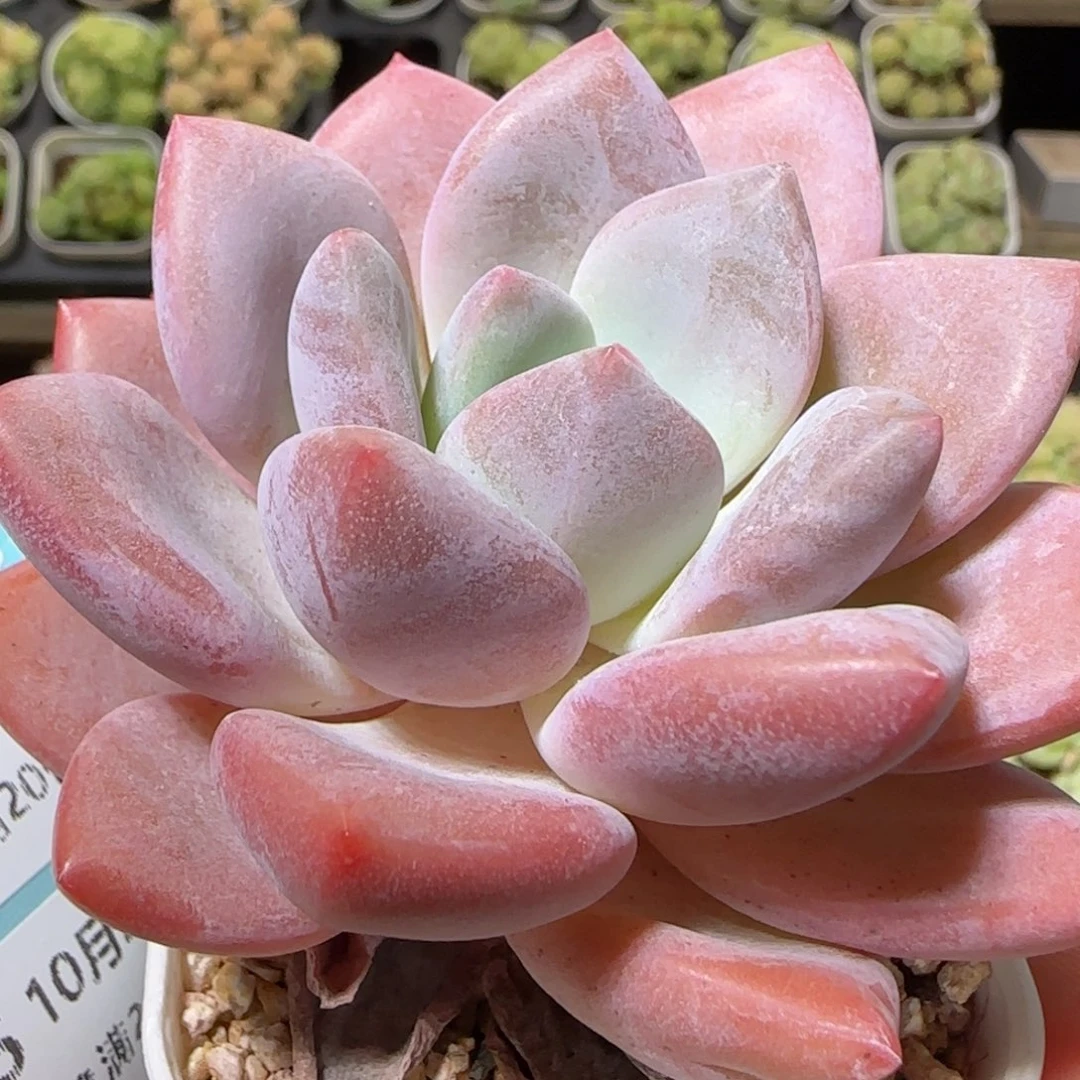 花语逸镜1025-334胖美人