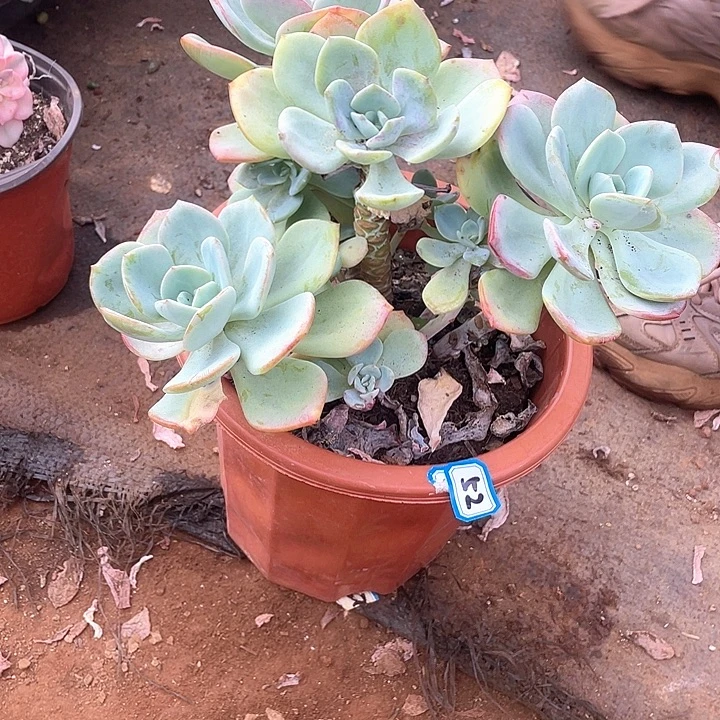 52白月光 一物一拍多肉