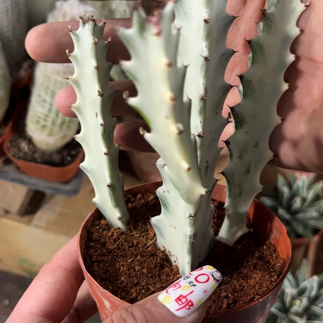 白龙骨单头发货有根发货