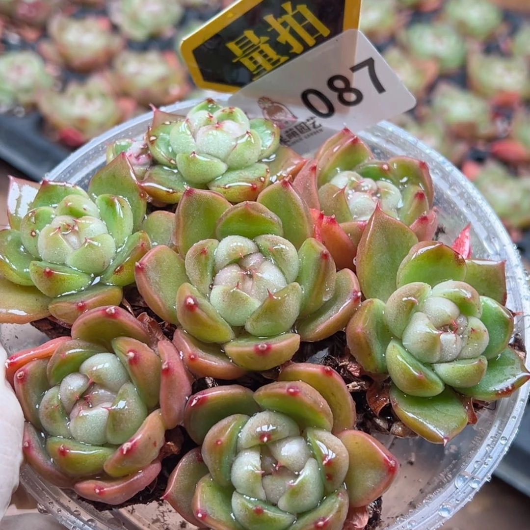 多肉植物多肉植物