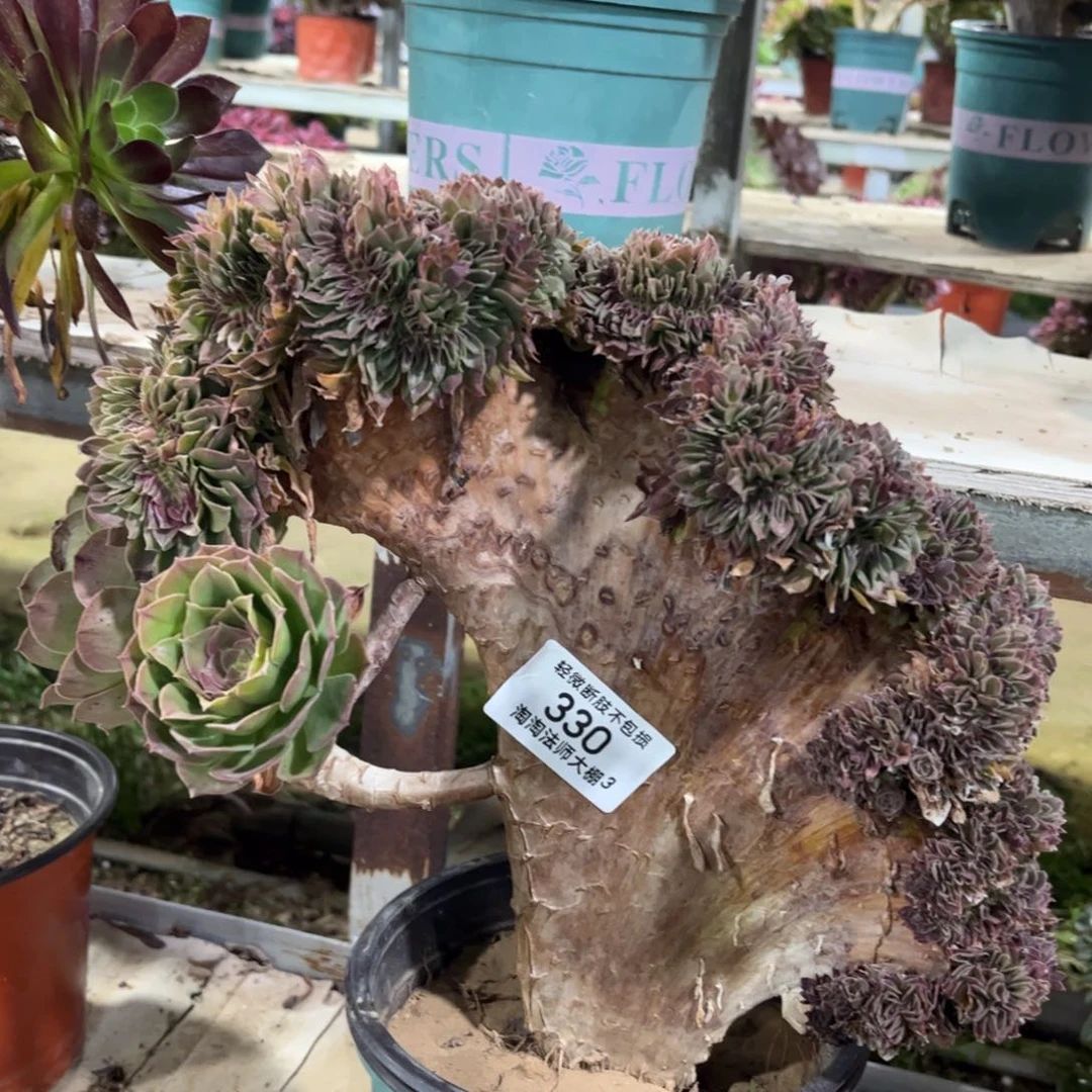 330万圣节缀化多肉植物法师