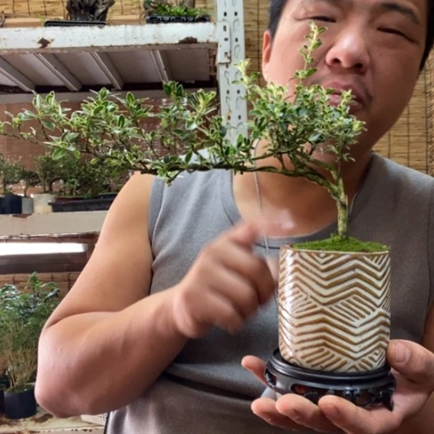 红陶一物一拍所见即所得275