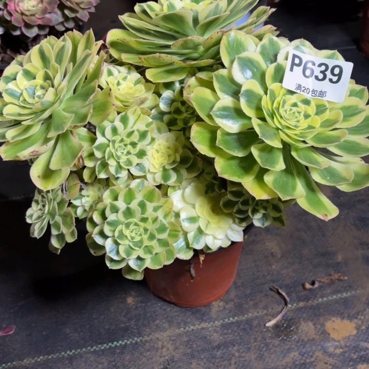 瑞妈，，。。。639保时捷