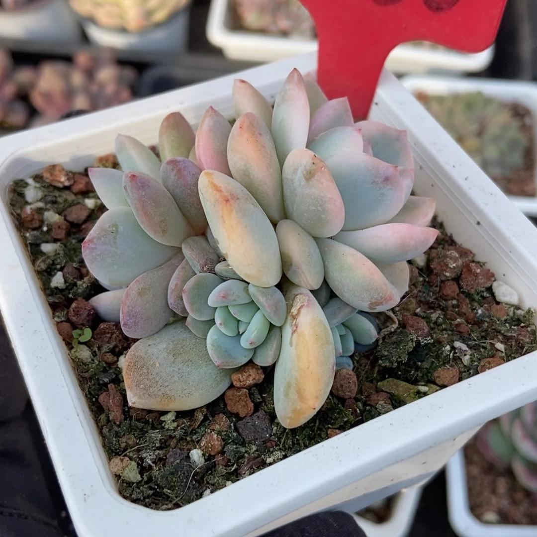 3150梦露锦多肉植物