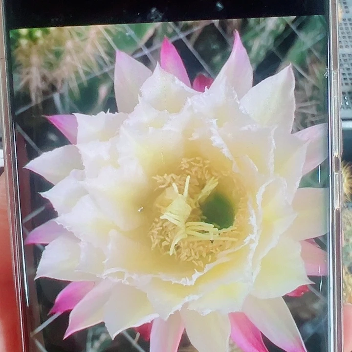 毛花柱3-044侧芽拍一发二