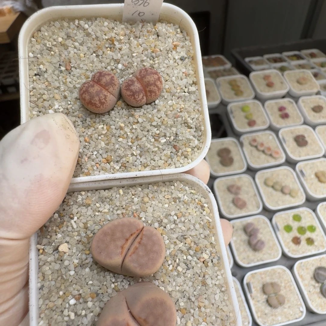 玻***鱼0610-17生石花花