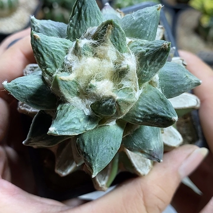 苗接龙牙怒牡丹。535号