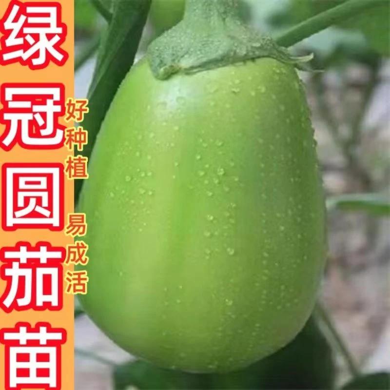 青皮茄子绿茄子苗带土秧苗四季阳台盆栽蔬菜苗子菜园庭院种茄苗籽