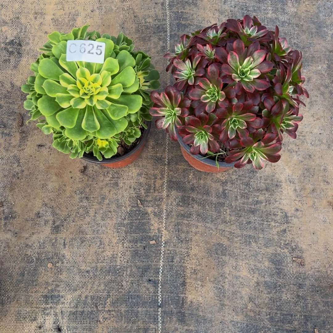 用***7无花朵希尼亚安娜625