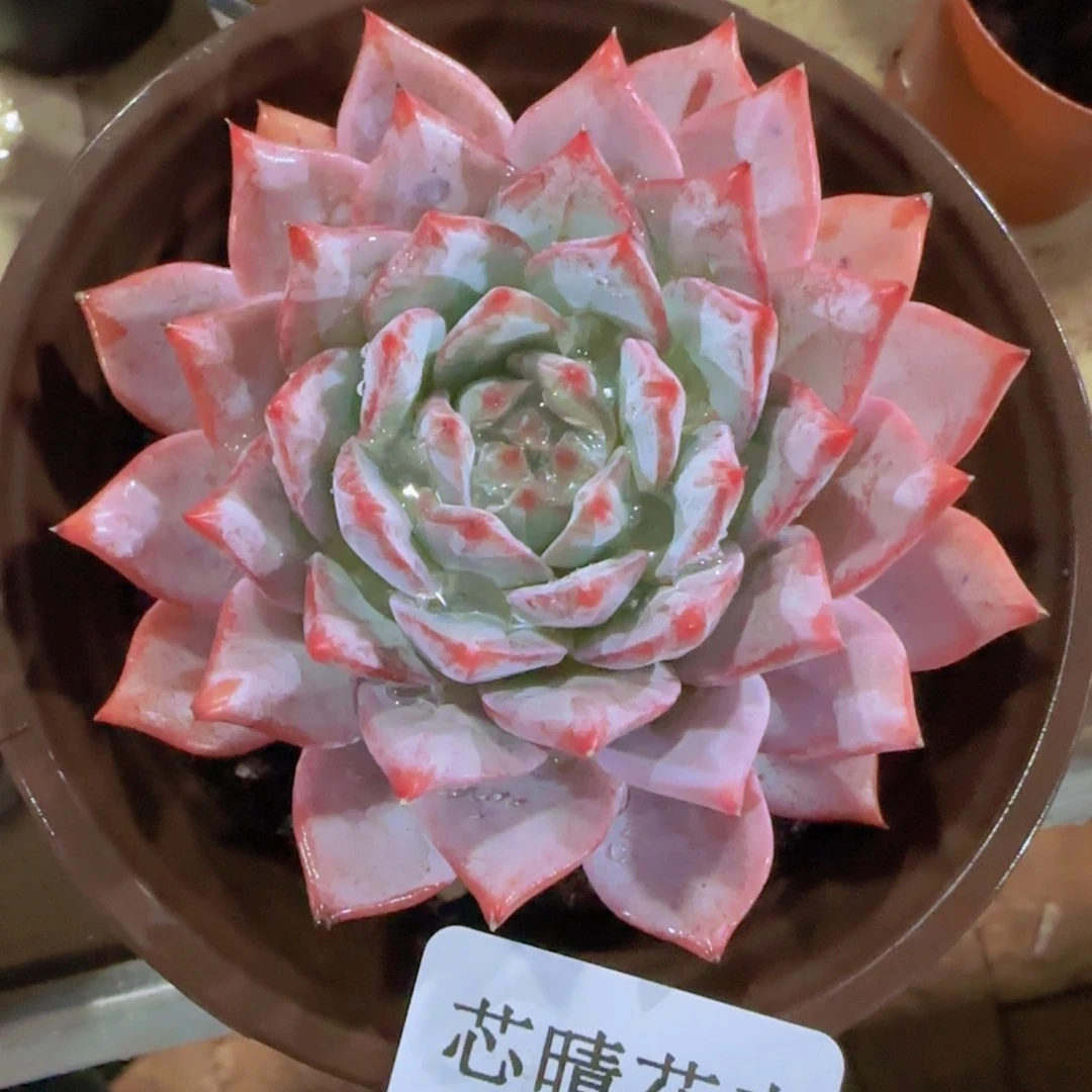 多肉很小看清楚下单拒绝非品质售后26