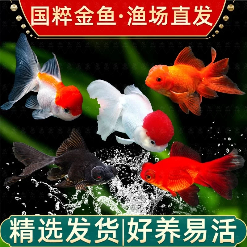 【国粹金鱼】7条8-10厘米丹顶金鱼红狮金鱼鎏金金鱼龙睛金鱼包邮