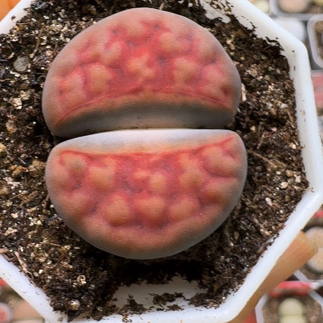 嘉***桐生石花22::/。 309