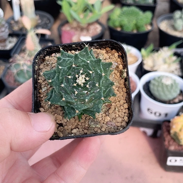 134实生蒂冠仙人球