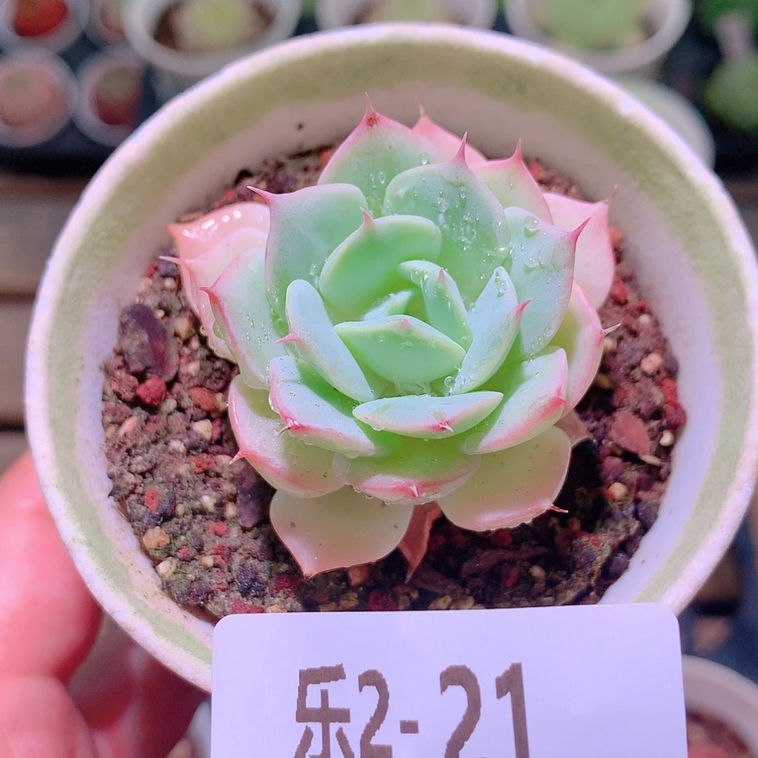 乐然2-21 雪域单头