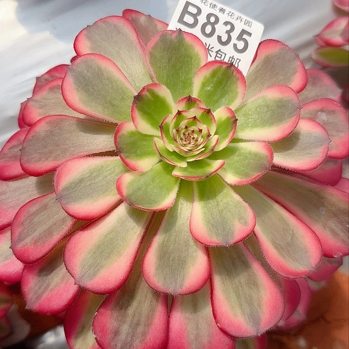 多肉法师白月光朵朵